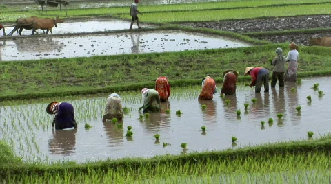 Bali rice field Vidéo 108761