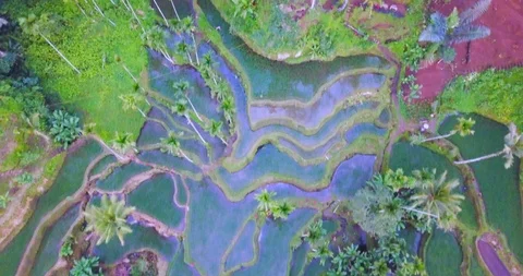 Bali rice field high angle aerial footage Stock Footage 108143078