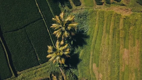 Bali rice fields from above drone footage Stock Footage 87902016