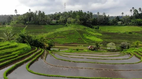 Bali Rice Fields with Aerial View in Slow Motion Stock Footage 142309698
