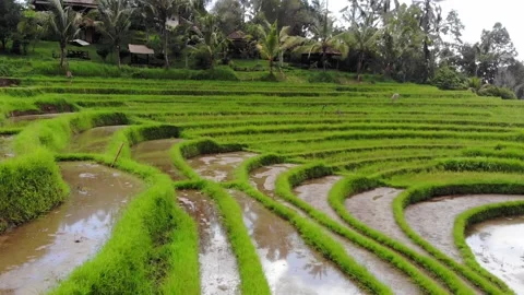 Bali Rice Fields in Aerial View in Slow Motion Stock Footage 142309858