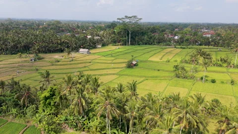 Bali Rice Fields and Coconut Palms Aerial Drone View from above Stock Footage 346194383