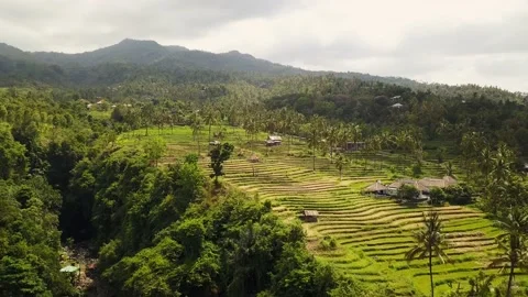 Bali Rice Fields Drone Aerial View 4 Stock Footage 196136333