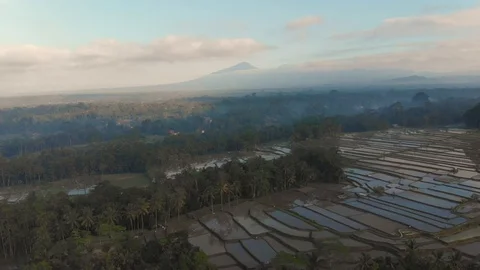 Bali rice fields filled with water Vídeos de archivo 96368301