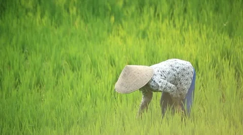 Bali Rice Fields Stock Footage 12347222
