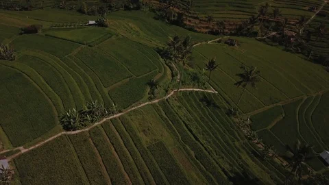 Bali rice fields Stock Footage 87902472