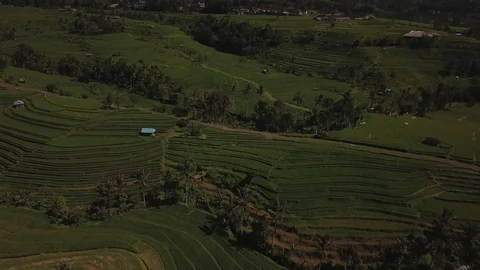 Bali rice fields Stock Footage 87902576