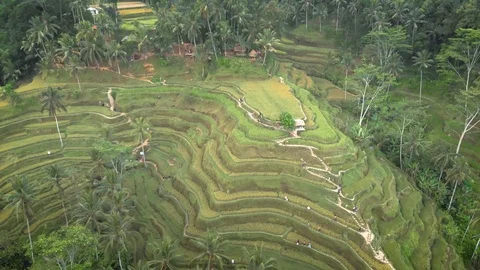 Bali Rice Fields Stock Footage 90122657