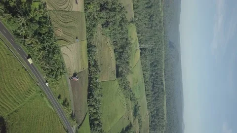 Bali rice fields Stock-Footage 219013905