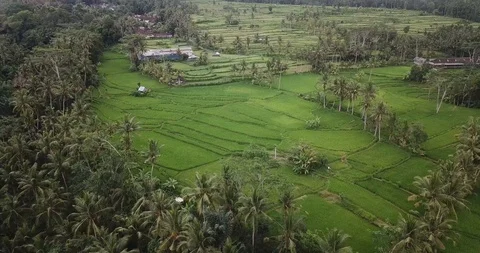 Bali Rice Fields Green Drone Shot Stock Footage 106235730