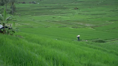 Bali rice fields green spring grass closeup. Balinese rice paddy fields. Indones Video stock 294659469