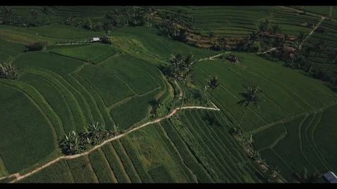 Bali rice fields grone footage Stock Footage 87901524