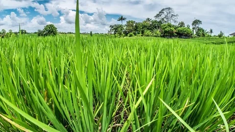 Bali Rice Fields Motionlapse 4k Stock Footage 70449290