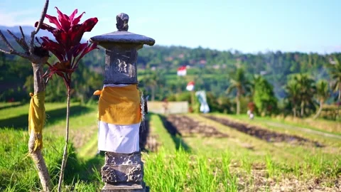 Bali rice fields near Ubud. landscape of Balinese rice paddy fields. Indonesia  库存影片 284994937