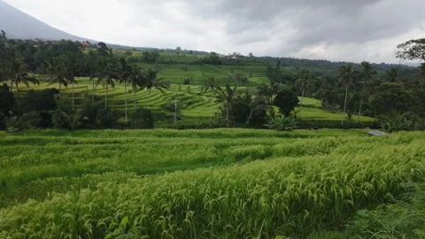 Bali Rice Fields Pan from Hilltop – Tegallalang Cultural Heritage 4K Stock Footage 310784270