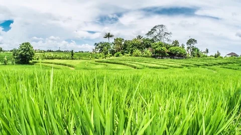 Bali Rice Fields Panorama Timelapse 4k Stock Footage 70449145