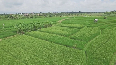 Bali Rice Fields Reverse Aerial 4k Video stock 70802940