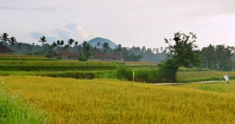 Bali rice fields terraces with Mount Batur in the background Vídeos de archivo 131827951