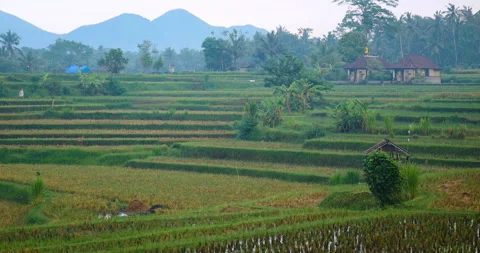 Bali rice fields terraces with Mount Batur in the background Stock Footage 131837095