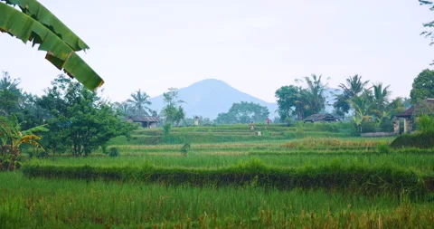 Bali rice fields terraces with Mountain in the background Stock-Footage 131968483