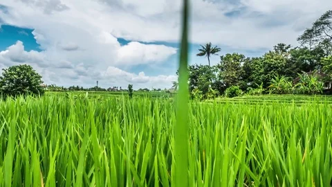 Bali Rice Fields Timelapse 4k Stock Footage 70449184
