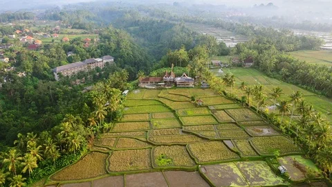 Bali, Rice fields in Ubud in the early morning, view from above. 4k Aerial drone Stock Footage 103856130