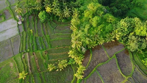 Bali, Rice fields in Ubud in the early morning, view from above. 4k Aerial drone Stock Footage 103856183