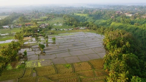 Bali, Rice fields in Ubud in the early morning, view from above. 4k Aerial drone Stock Footage 103856192