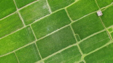Bali, Rice fields in Ubud, view from above. 4k Aerial drone footage Stock Footage 104148100