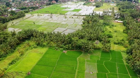 Bali, Rice fields in Ubud, view from above. 4k Aerial drone footage Stock Footage 104148118