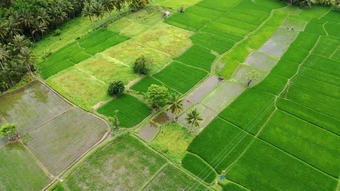 Bali, Rice fields in Ubud, view from above. 4k Aerial drone footage Stock Footage 104148138