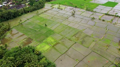 Bali, Rice fields in Ubud, view from above. 4k Aerial drone footage Stock Footage 104148142