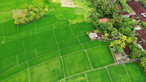 Bali, Rice fields in Ubud, view from above. 4k Aerial drone footage Stock Footage 104148197