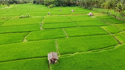 Bali, Rice fields in Ubud, view from above. 4k Aerial drone footage Stock Footage 104148206