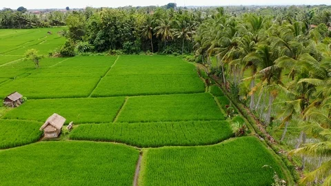 Bali, Rice fields in Ubud, view from above. 4k Aerial drone footage Stock Footage 104148251