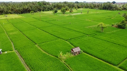 Bali, Rice fields in Ubud, view from above. 4k Aerial drone footage Stock Footage 104148257