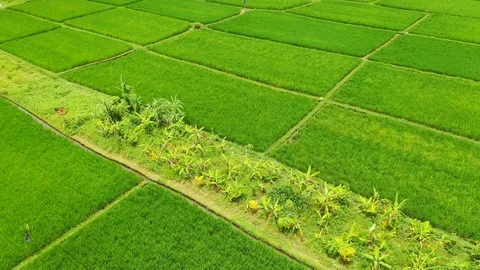 Bali, Rice fields in Ubud, view from above. 4k Aerial drone footage Stock Footage 104148327