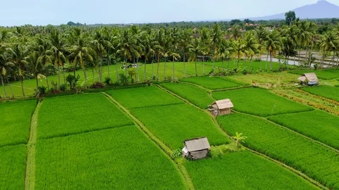 Bali, Rice fields in Ubud, view from above. 4k Aerial drone footage Video stock 104148344