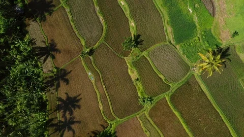 Bali, Rice fields in Ubud, view from above. 4k Aerial drone footage Video stock 104560660