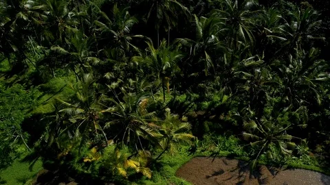 Bali, Rice fields in Ubud, view from above. 4k Aerial drone footage Video stock 104560666