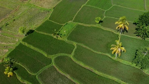 Bali, Rice fields in Ubud, view from above. 4k Aerial drone footage Video stock 104560696