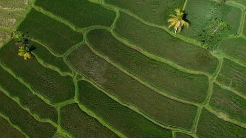 Bali, Rice fields in Ubud, view from above. 4k Aerial drone footage Video stock 104560710