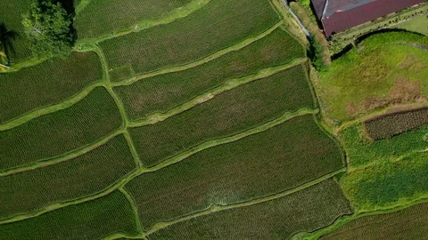 Bali, Rice fields in Ubud, view from above. 4k Aerial drone footage Video stock 104560717