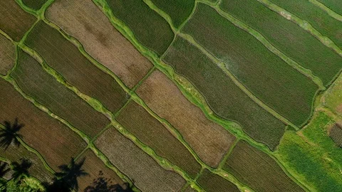 Bali, Rice fields in Ubud, view from above. 4k Aerial drone footage Video stock 104560740