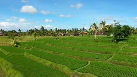 Bali, Rice fields in Ubud, view from above. 4k Aerial drone footage Video stock 104560742