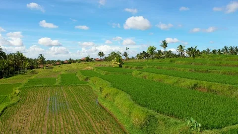 Bali, Rice fields in Ubud, view from above. 4k Aerial drone footage Video stock 104560769