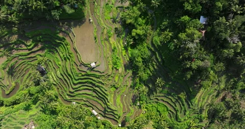 Bali rice terrace fields top view aerial drone Tegallalang Ubud Stock Footage 312338844