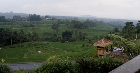 Bali Rice Terrace Video stock 87321948