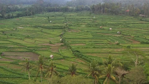 Bali Rice Terrace Stock Footage 130440261