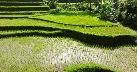 Bali rice terrace green fields aerial drone view Ubud Tegallalang morning sun Stock Footage 308458661